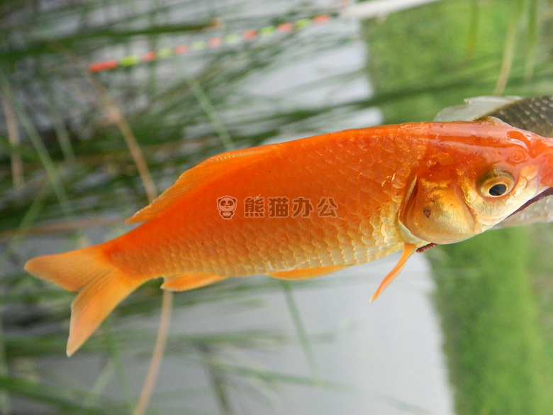 新疆大頭魚_新疆大頭魚圖片高清_新疆大頭魚是國家幾級保護動物