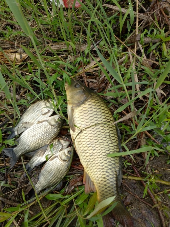 釣鯉魚_釣鯉魚用幾號線_釣鯉魚用什么鉤型最好