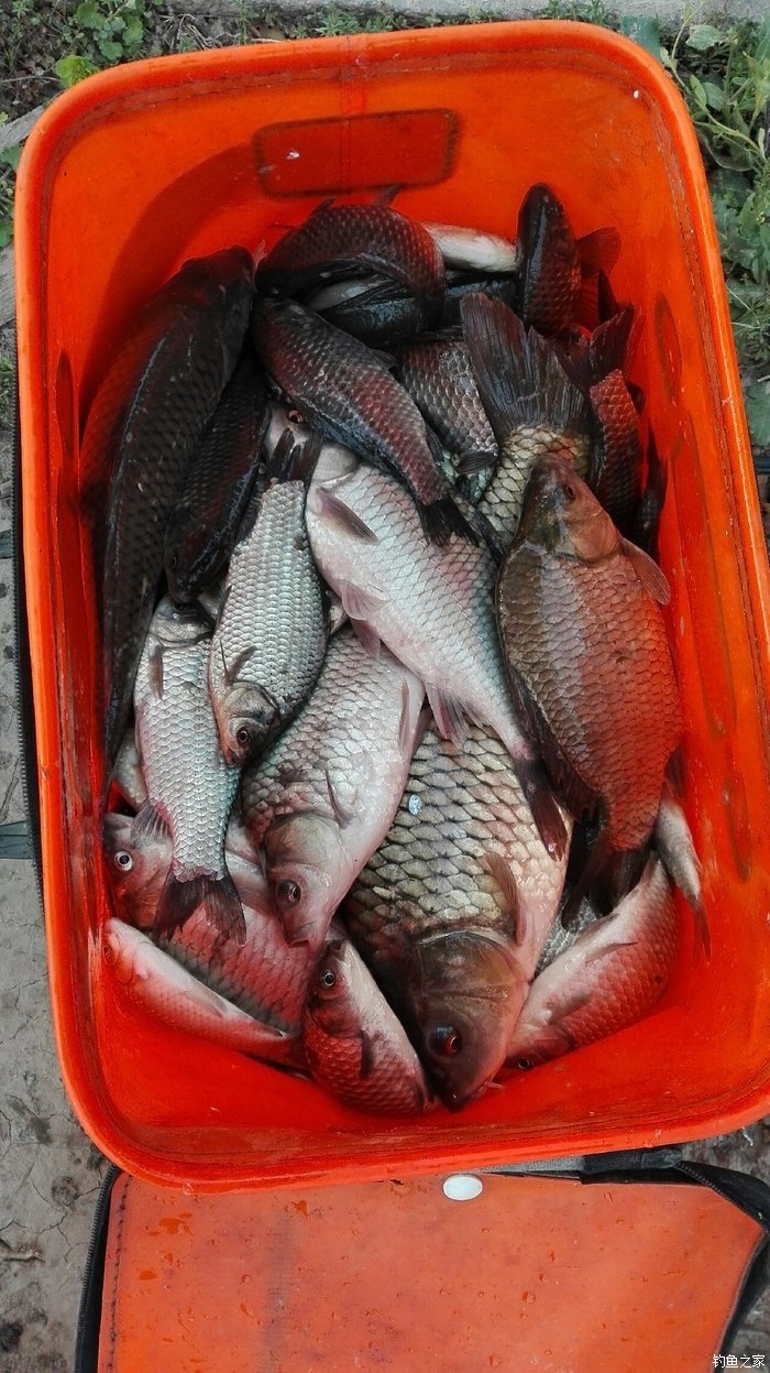 釣鯉魚_釣鯉魚用什么鉤型最好_釣鯉魚用幾號線