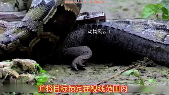 鱷魚和蟒蛇_鱷魚蟒蛇同歸于盡_鱷魚蟒蛇戰斗視頻
