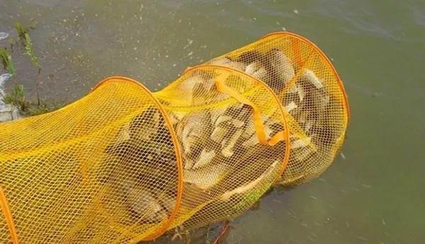 釣魚黑魚用什么魚餌_黑魚魚餌最好釣_黑魚用什么魚餌最好釣