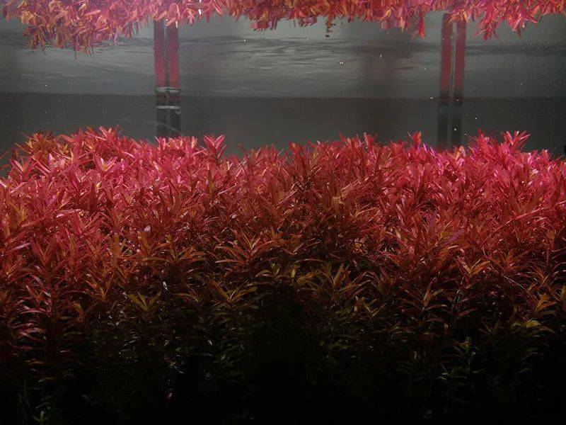 細葉水芹菜_細葉水芹_細葉水芹水草