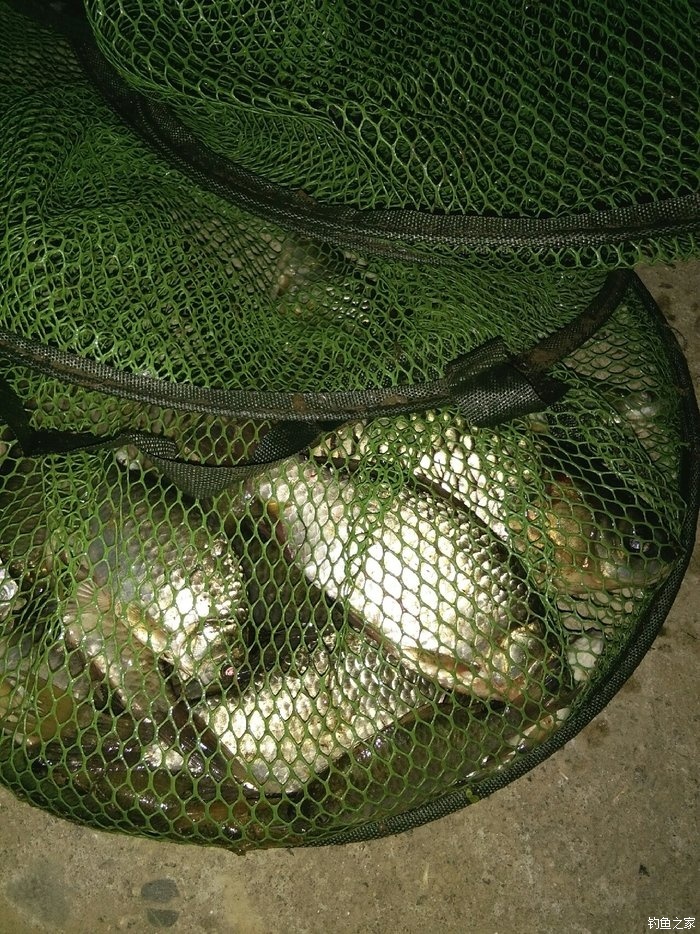 秋季釣魚的簡單方法與注意事項如何來尋魚？