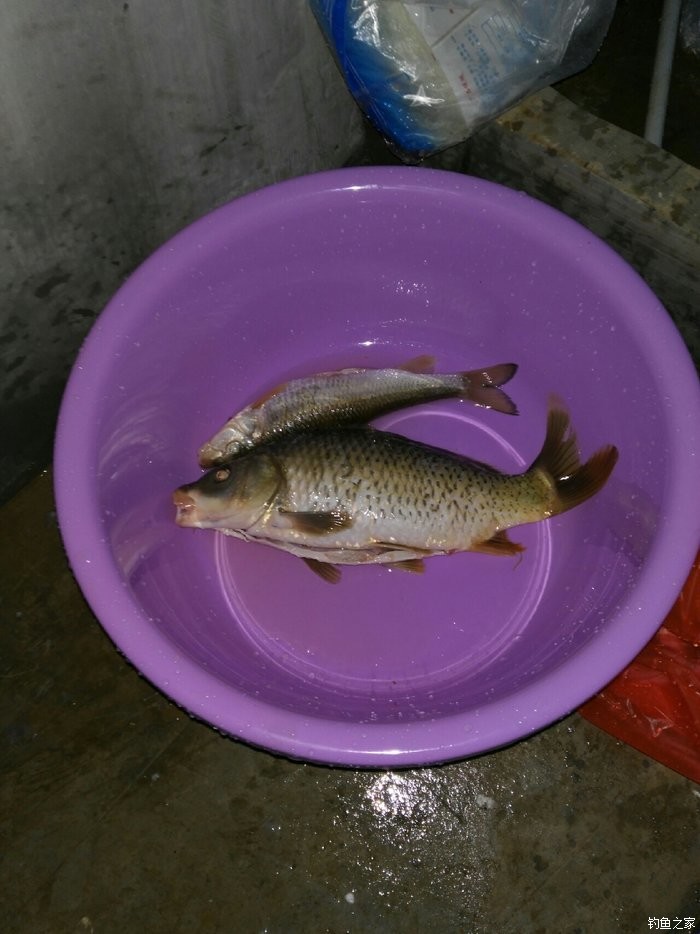 釣魚秋季用什么小藥_釣魚秋季用什么魚餌最好_秋季釣魚