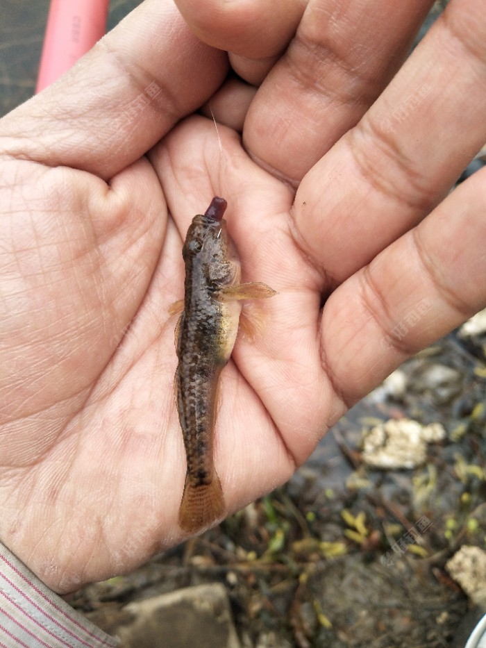 秋季釣魚_釣魚秋季釣魚選什么位置_釣魚秋季用什么魚餌最好