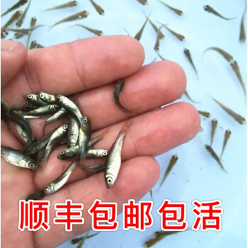 養殖泥鰍利潤和成本_養殖泥鰍利潤有多大_泥鰍養殖利潤