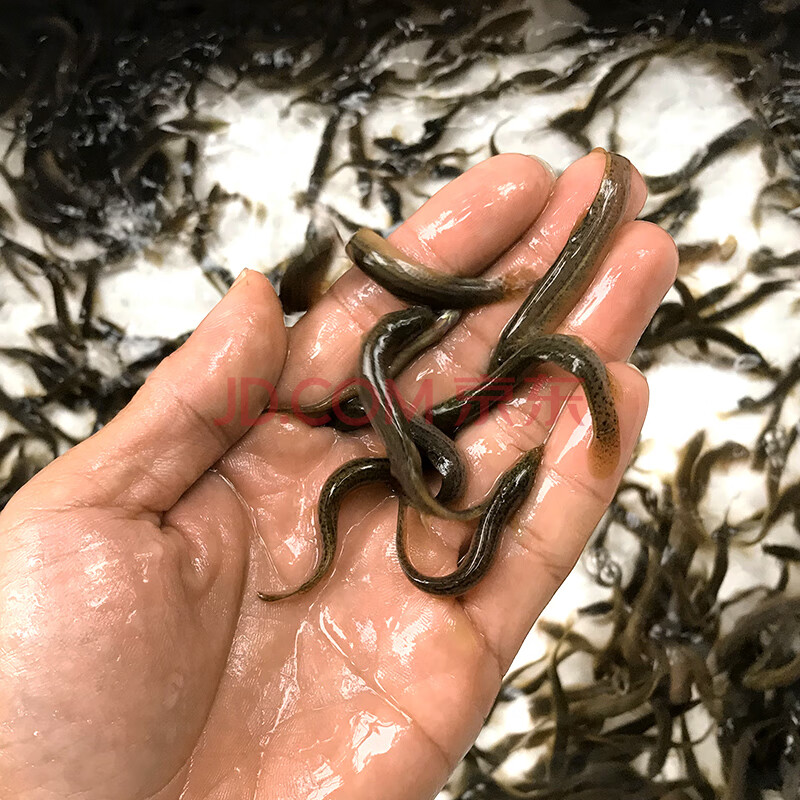 泥鰍養殖利潤_養殖泥鰍利潤和成本_養殖泥鰍利潤有多大