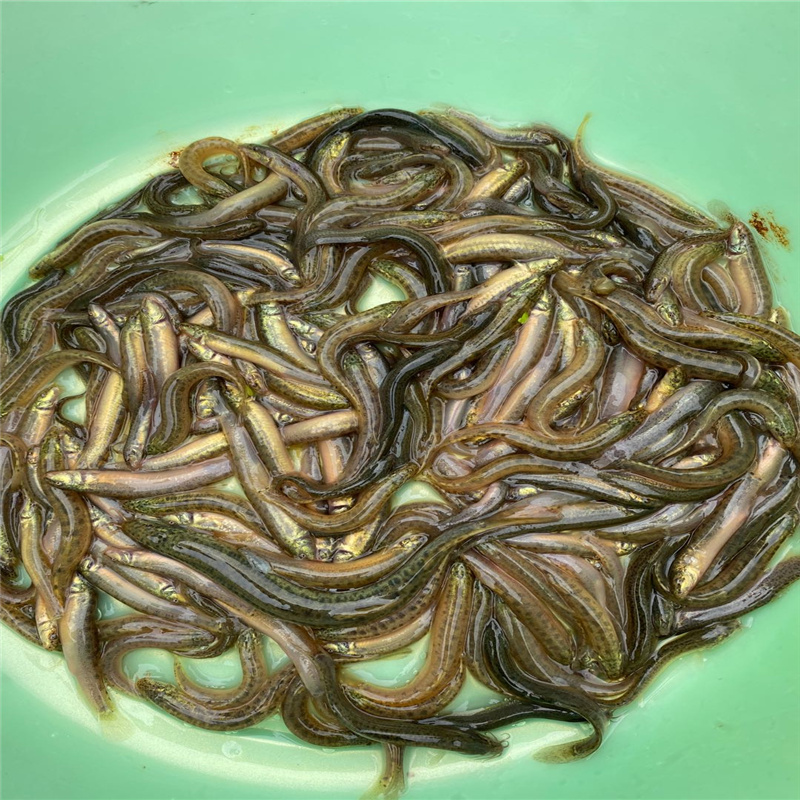 泥鰍養殖利潤_養殖泥鰍利潤多少_養殖泥鰍利潤和成本