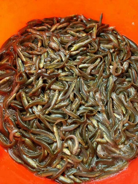 養殖泥鰍利潤和成本_養殖泥鰍利潤多少_泥鰍養殖利潤