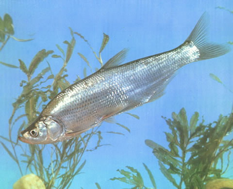 魚翹嘴多少錢一斤_翹嘴魚_魚翹嘴圖片
