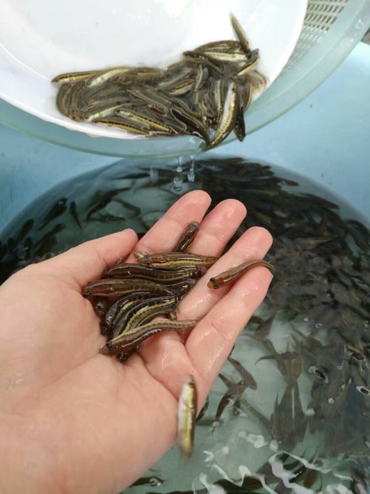 七彩海象為什么不受歡迎了_七彩海象吃什么_七彩海象