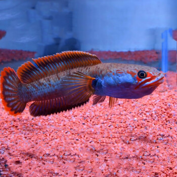 雷龍魚怎么養？魚的飼養溫度有哪些？