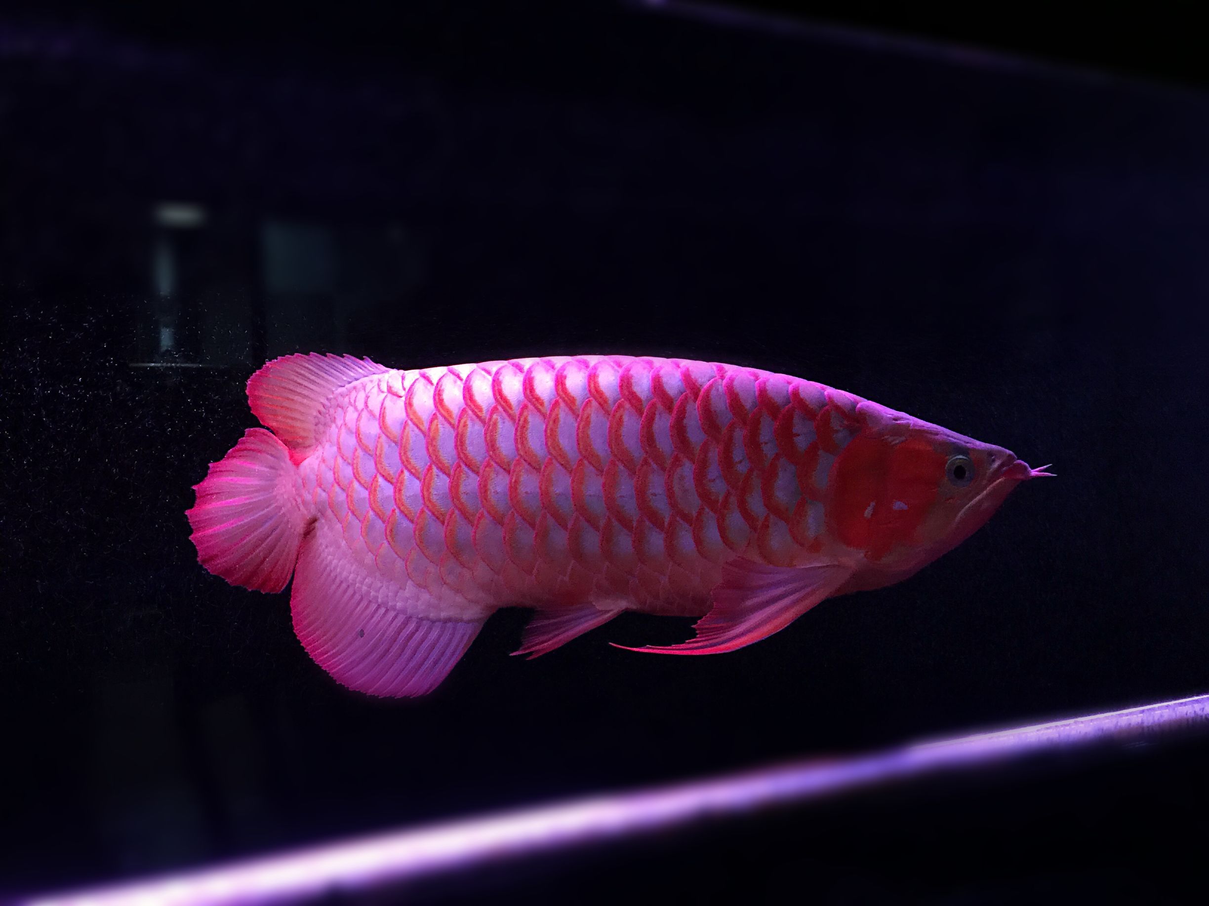 七彩海象魚_七彩海象_七彩海象魚適合和什么魚混養