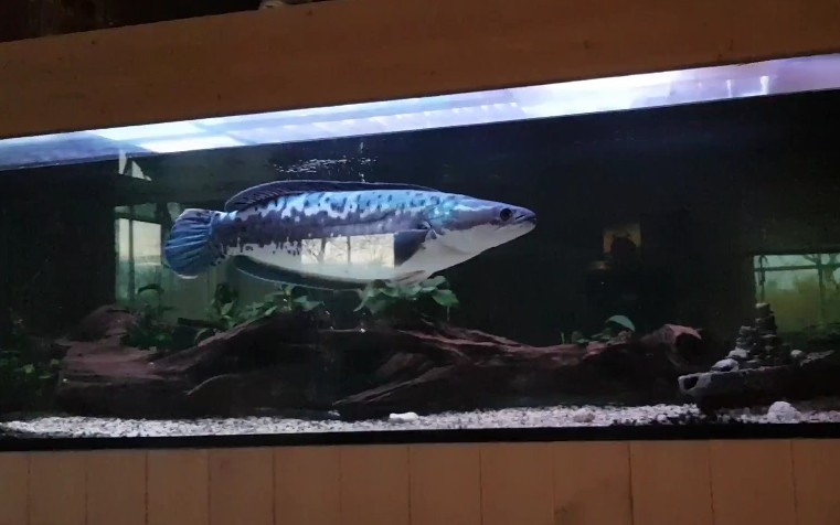 七彩海象 （每日一題）snake魚科屬：鱧魚