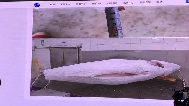 南方藍鰭金槍魚屬高度洄游魚類分布在南半球30°S水域
