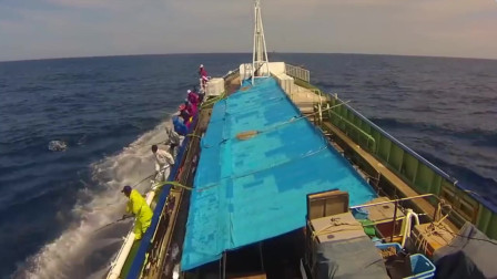 藍鰭金槍魚絕種_藍鰭金槍魚auv_藍鰭金槍魚