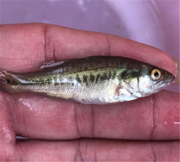 章魚的血液_章魚的血液是什么意思_魚血液涂片