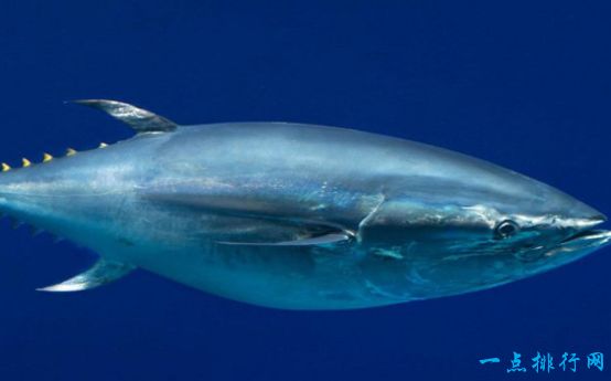 藍鰭金槍魚auv_藍鰭金槍魚_藍鰭金槍魚別名