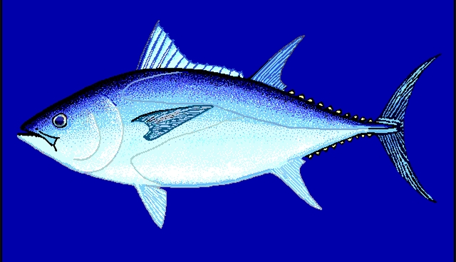 藍鰭金槍魚別名_藍鰭金槍魚auv_藍鰭金槍魚