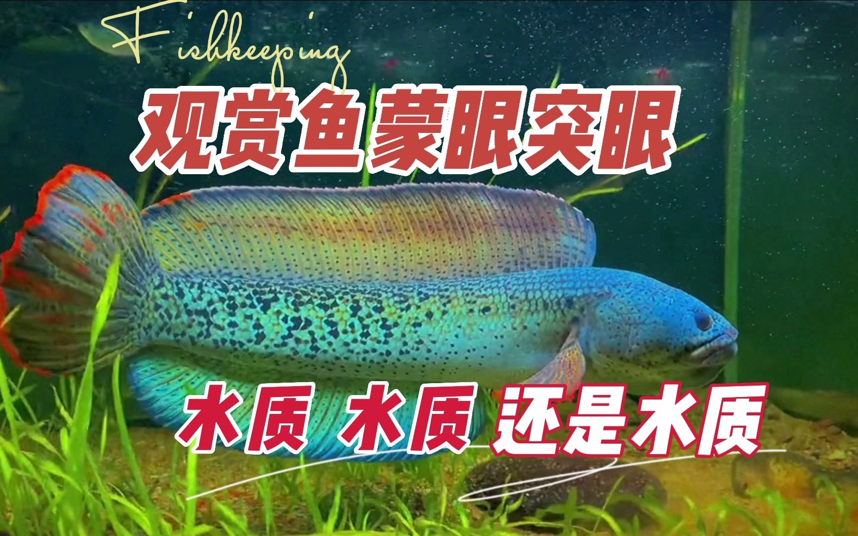世界上最毒的章魚藍環魚是什么鬼？
