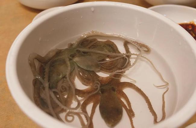 章魚的血液的圖片_章魚的血液_魚血液涂片