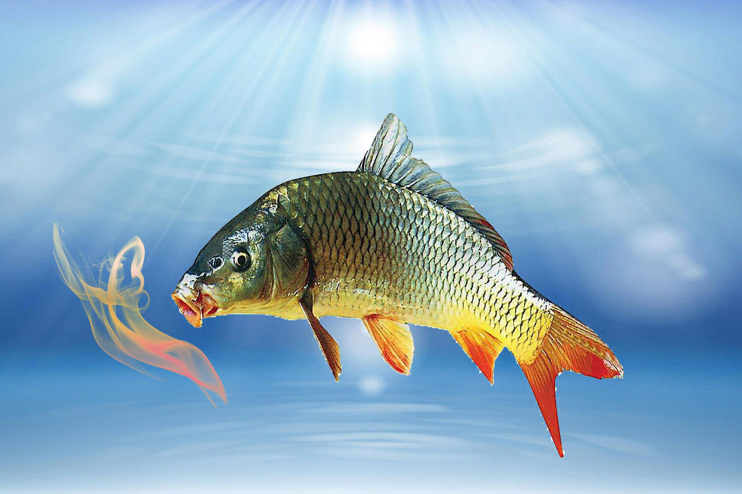 釣魚阿魏那種好_阿魏釣魚_阿魏釣魚怎么使用