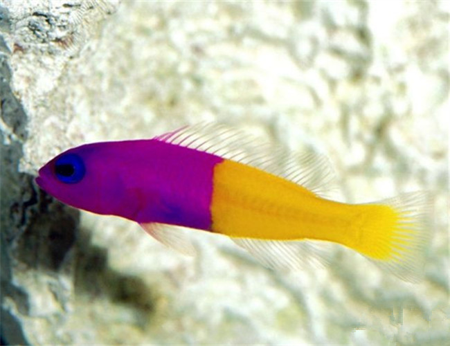 滄州鯉魚多少錢一斤近期魚價格多少一斤行情走勢如何