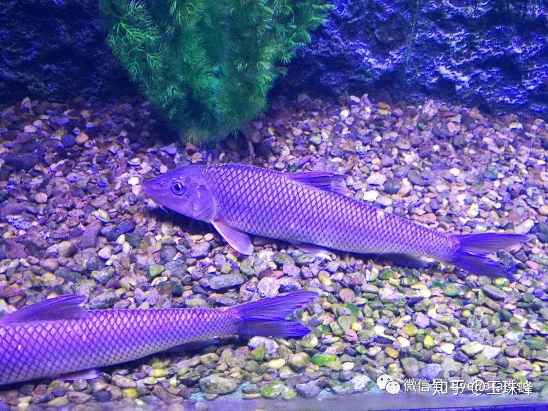 桂魚多少錢一斤_桂魚多少錢一斤_桂魚多少錢一斤