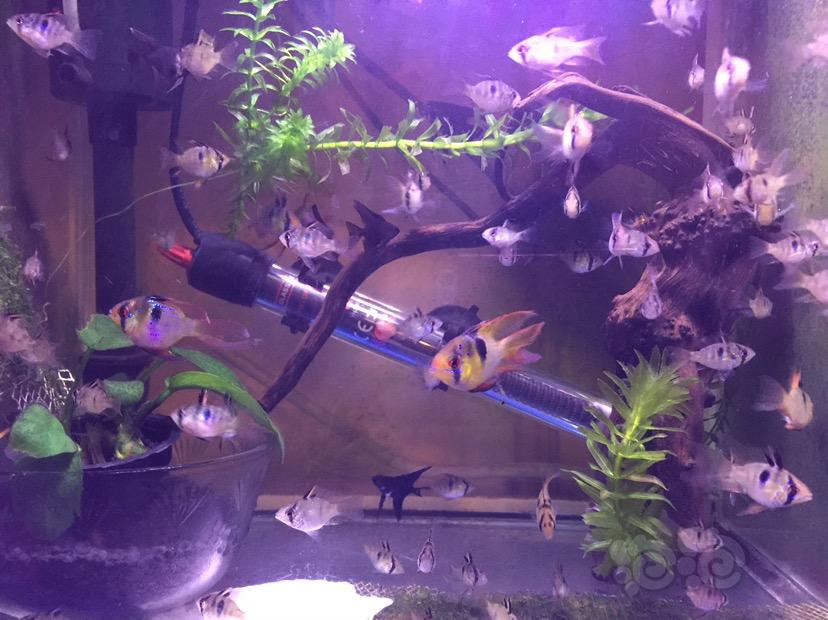 觀賞魚金波子_金波子魚_金波子下層魚
