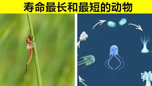 燈塔水母圖片_燈塔水母真的可以永生嗎_燈塔水母