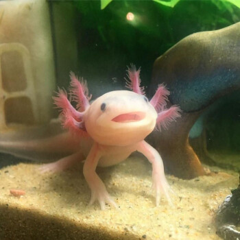 恐龍六角魚有多少錢一只_恐龍六角龍_六角恐龍