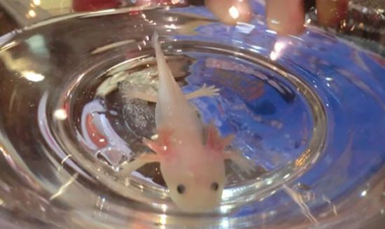 六角恐龍_恐龍六角魚_恐龍六角龍