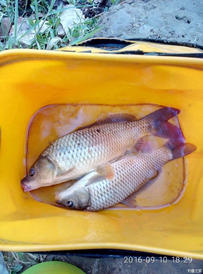 鯉魚配方餌料配方大全_鯉魚餌料配方大全_鯉魚配方大全餌料圖片