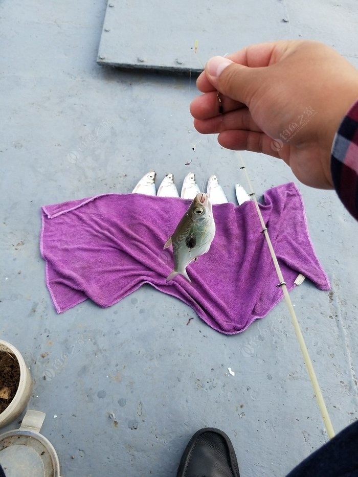 初冬釣鯽魚_初冬釣鯽魚調幾釣幾_初冬釣鯽魚是釣深還是釣淺