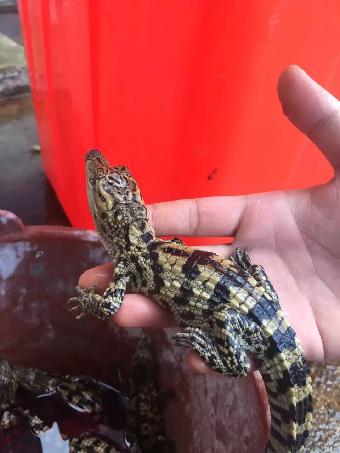 鱷魚動物類屬于魚類嗎_鱷魚屬于什么類的動物_鱷魚動物類屬于動物嗎