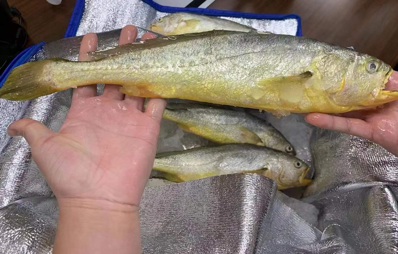 黃花魚價格_黃花魚價格是多少錢一斤_黃花魚天價