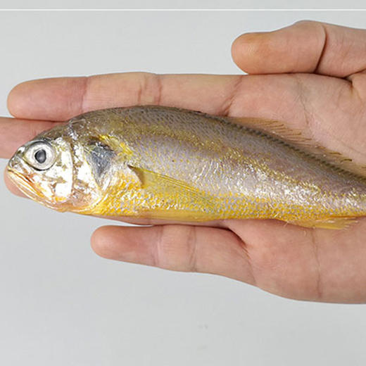 黃花魚天價_黃花魚價格是多少錢一斤_黃花魚價格