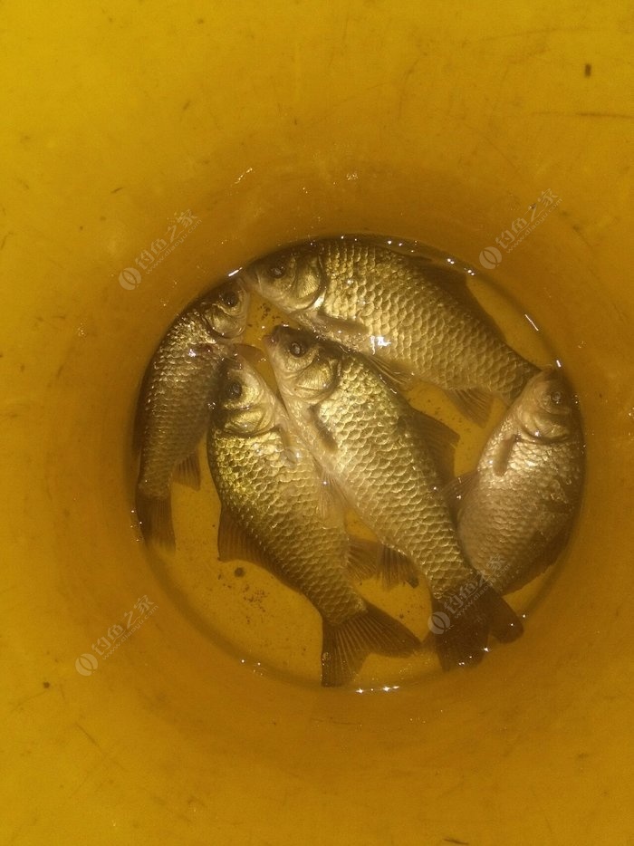 夜釣技巧有哪些_釣夜魚技巧_釣夜魚怎么釣