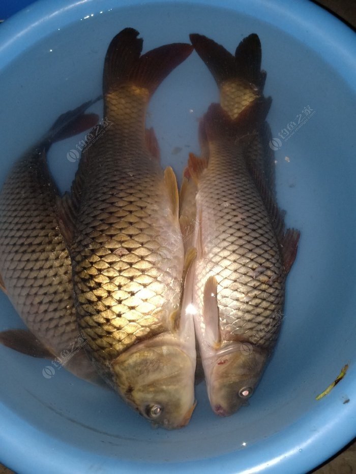 釣夜魚怎么釣_釣夜魚技巧_夜釣技巧有哪些