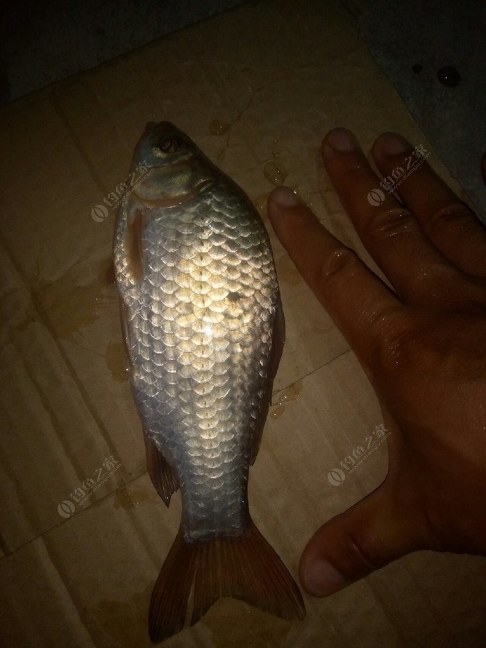 夜釣技巧有哪些_釣夜魚技巧_釣夜魚怎么釣