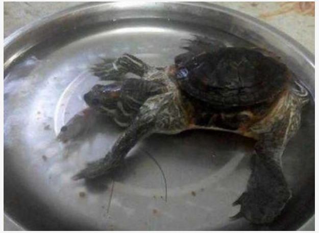 殺甲魚有沒有什么忌諱簡單的直接從肚子上剖開