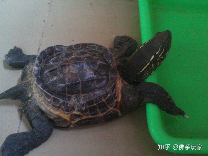 甲魚怎么殺_殺甲魚過程教你怎樣殺甲魚_殺甲魚的正確方法及視頻