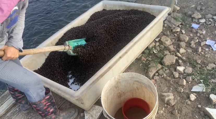 黃骨魚_骨魚黃骨魚_骨魚黃骨魚熬湯的做法