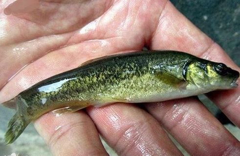 如何通過池塘管理使我們養的黃骨魚變得又好又健康