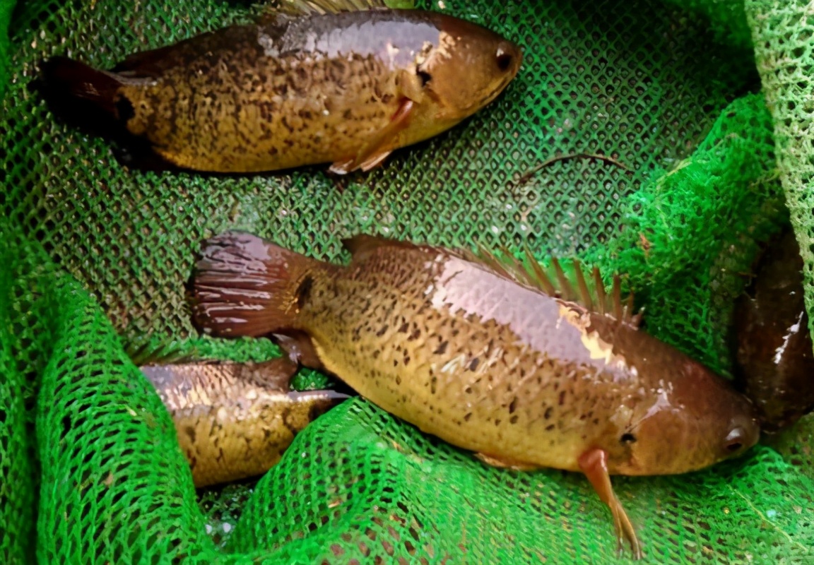 什么是黃骨魚_骨魚黃骨魚熬湯的做法_黃骨魚