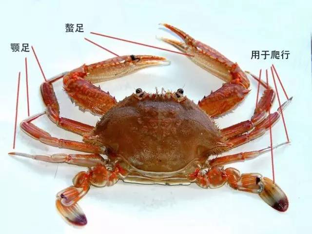 繡花蟹脊熟若蟹_繡花脊熟若蟹_繡花脊熟若蟹怎么吃
