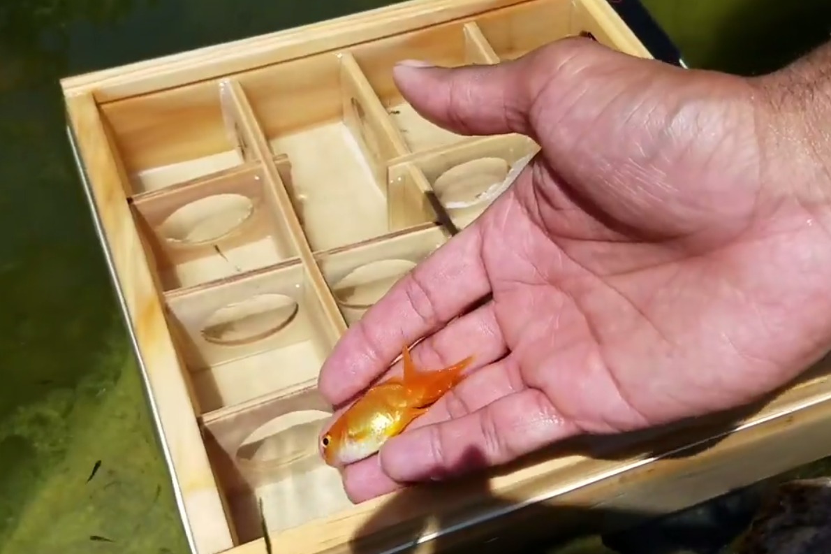 金魚記憶力多久_金魚的記憶_金魚記憶多久