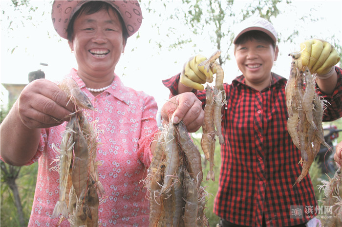 龍蝦養殖需要什么條件_龍蝦養殖技術視頻龍蝦如何養_龍蝦的養殖
