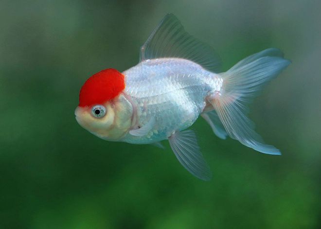 金魚記憶多久_金魚的記憶_金魚記憶有多長時間