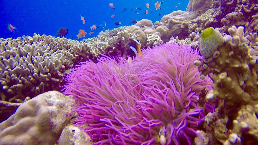 最大的海龜是什么_海龜大小_海龜的大小跟年齡